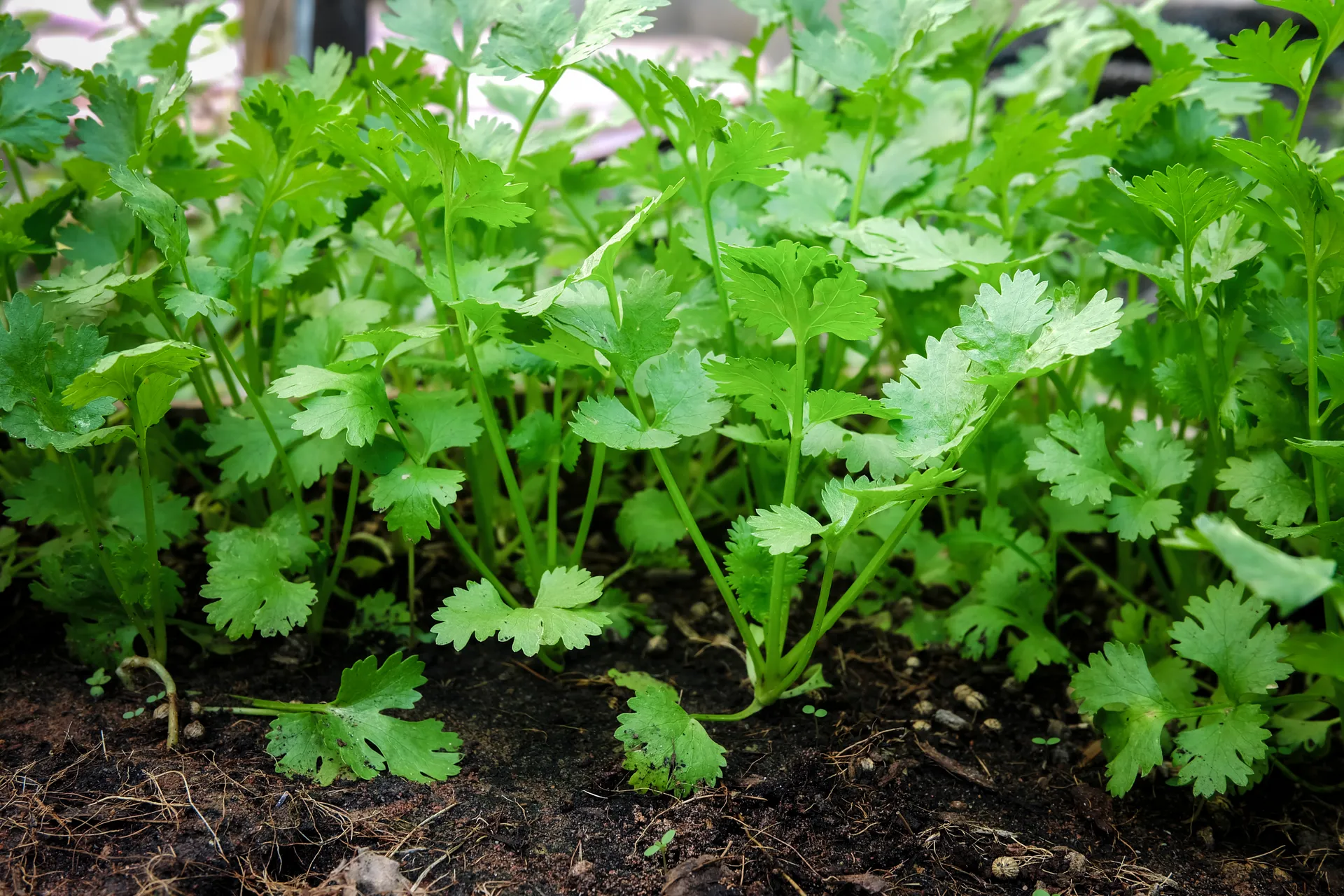 Des plants de coriandre dans la terre.